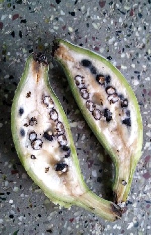 Seeded Banana